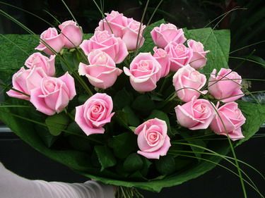 20 premium pink roses 